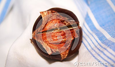 Chestnut Stock Photo