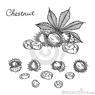 Chestnut set of vector sketches on white background.Chestnuts. Set of graphic hand drawn illustrations Vector Illustration