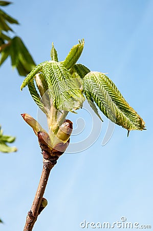 Chestnut spring Stock Photo