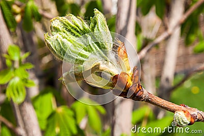 Chestnut spring Stock Photo