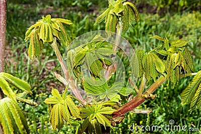 Chestnut spring Stock Photo