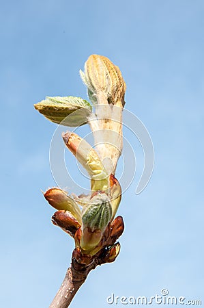 Chestnut spring Stock Photo