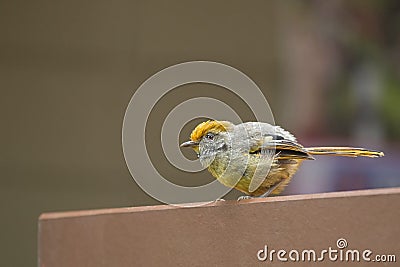 Chestnut-tailed Minla bird in yellow living in Chiangmai, North Stock Photo
