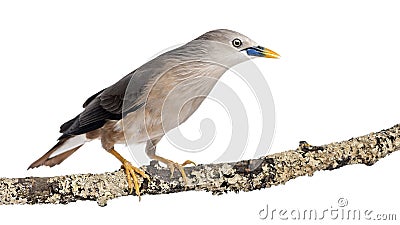 Chestnut-tailed Starling perched on a branch - Sturnia malabarica Stock Photo
