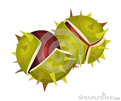 Chestnut with Thorned Shell and Brown Nut Inside Vector Illustration Vector Illustration