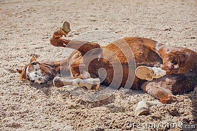 chestnut trakehner stallion horse rolling in sand in paddock in spring daytime Stock Photo