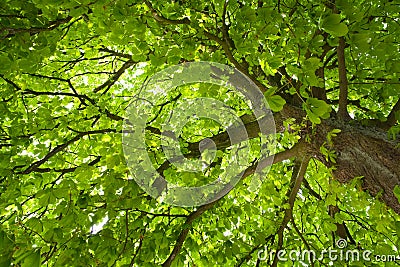 Chestnut tree Stock Photo