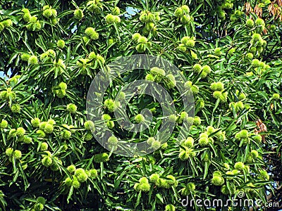 Chestnut tree Stock Photo