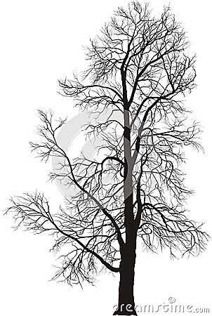 Chestnut tree Vector Illustration