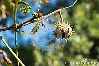 Chestnut on the tree Stock Photo