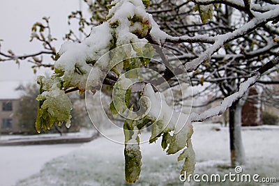 Chestnut tree branch with fresh foliage covered with white snow Stock Photo