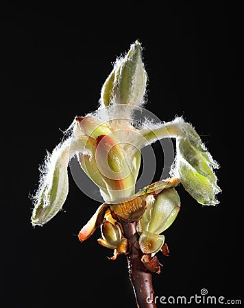 Chestnut tree bud Stock Photo