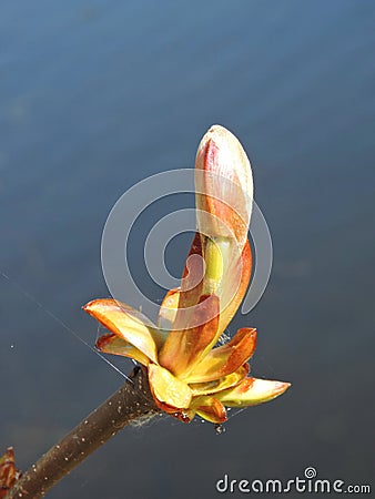 Chestnut tree bud Stock Photo