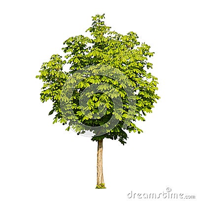 Chestnut tree isolated Stock Photo