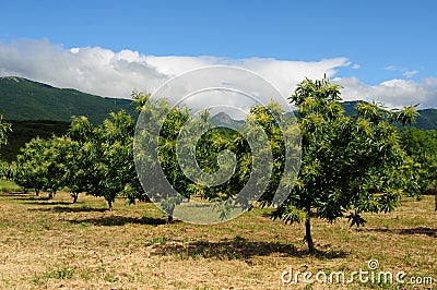 Chestnut tree orchard Stock Photo