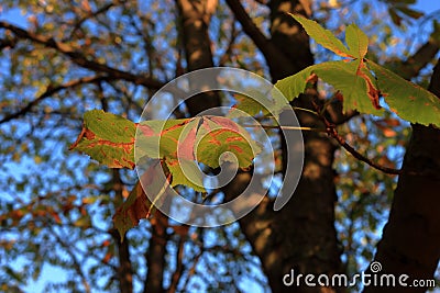 Chestnut tree with rusty leaves, blurred background, autumn. nature inspirations Stock Photo
