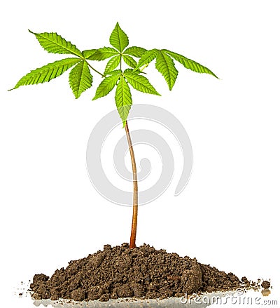 Chestnut tree sprout grows in ground with green fresh spring leaves on stem isolated on white background Stock Photo