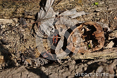 Chestnut tree trunk texture close up with red firebug Pyrrhocoris apterus, rotten leaves and walnut shell, horizontal background Stock Photo