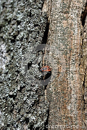 Chestnut tree trunk texture with white moss close up detail with red firebug Pyrrhocoris apterus Stock Photo