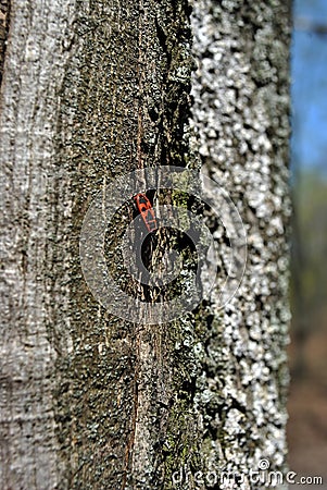 Chestnut tree trunk texture with white moss close up with red firebug Pyrrhocoris apterus Stock Photo