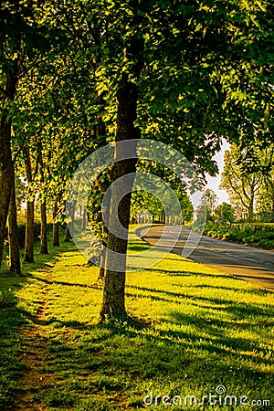 Chestnut trees by the street, green alley with medium size trees casting shadows, golden hour by the park, empty street Stock Photo