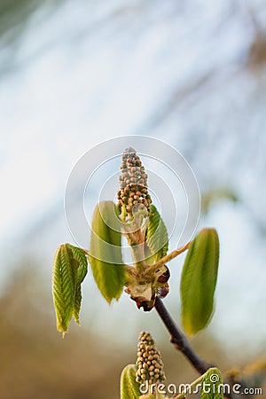 Chestnut unfurling new leaves during an early spring with soft, ephemeral light Stock Photo