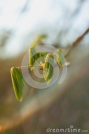 Chestnut unfurling new leaves during an early spring with soft, ephemeral light Stock Photo