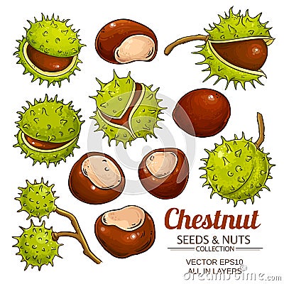 Chestnut vector isolated Vector Illustration