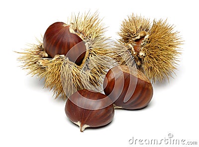 Chestnut Stock Photo