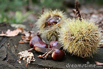 Chestnuts 2 Stock Photo