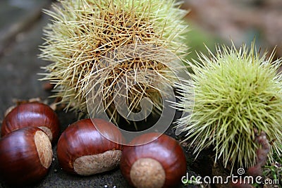 Chestnuts 4 Stock Photo