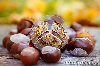 Chestnuts, horse chestnut, Aesculus hippocastanum Stock Photo