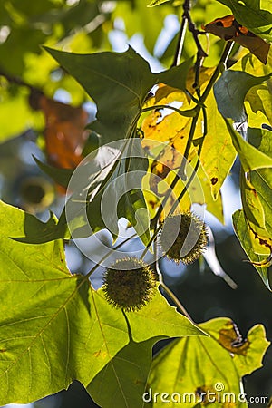 Chestnuts conkers on branch Stock Photo