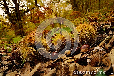 chestnuts in a forest in Tuscany, Italy. fall season. Stock Photo