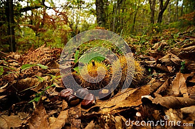 Chestnuts in a forest in Tuscany, Italy. fall season. Stock Photo