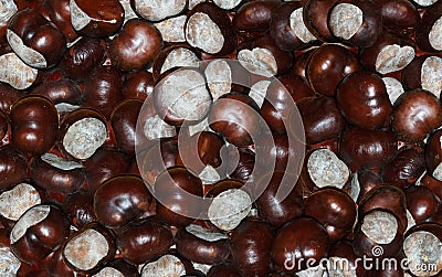 Chestnuts fruits of Stock Photo