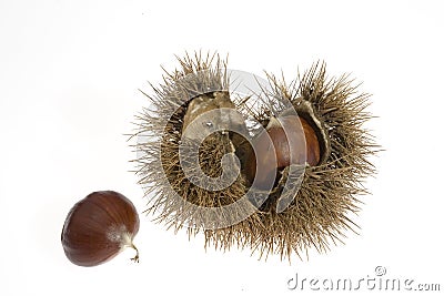 Chestnuts with husk Stock Photo