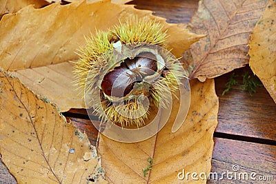 Chestnuts, husk and dead leaves Stock Photo