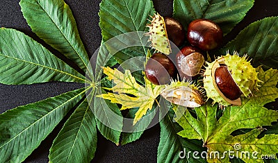 Chestnuts with leaf Stock Photo