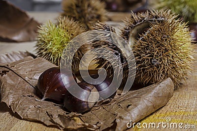 Chestnuts leaves and husk. Stock Photo