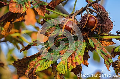 CHESTNUTS Stock Photo