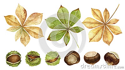 Chestnuts.Nuts and leaves set isolated on white background.Traditional thanksgiving food, autumn holidays and a healthy Cartoon Illustration