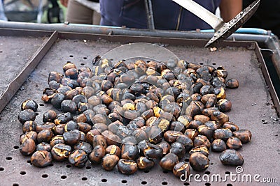 Chestnuts seasonal fruit farming Emilia Romagna Italy Stock Photo