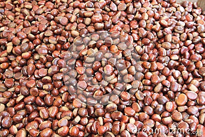 Chestnuts seasonal fruit farming Emilia Romagna Italy Stock Photo