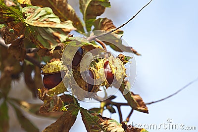 Chestnuts on tree Stock Photo