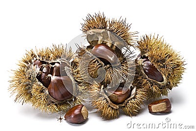Chestnuts and urchins. Stock Photo