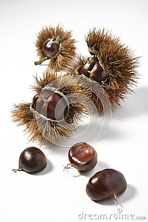 Chestnuts and Urchins Stock Photo