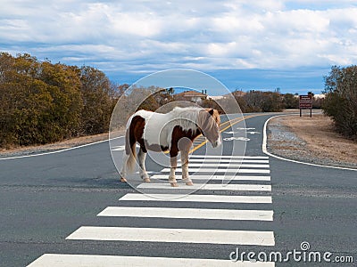 cheval-de-sommeil-sur-la-route-11636567.jpg