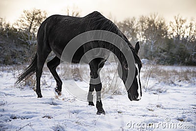 Cheval trotteur francais hiver neige Stock Photo