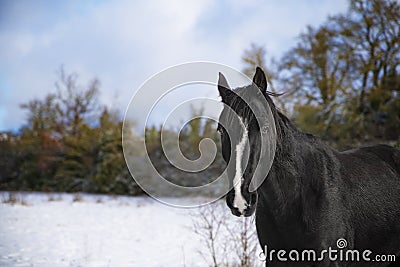 Cheval trotteur francais hiver neige Stock Photo